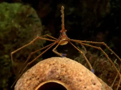 Gullinieret pilekrabbe (Stenorhynchus seticornis)