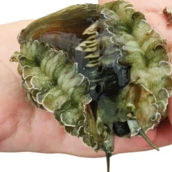 Haliotis asinina Abalone 6-10 cm