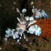 Harlekinreje (Hymenocera picta)