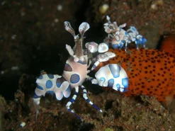 Harlekinreje (Hymenocera picta)