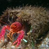 Hawaii Dværghummer (Enoplometopus occidentalis)