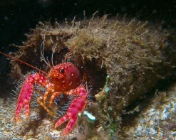 Hawaii Dværghummer (Enoplometopus occidentalis)