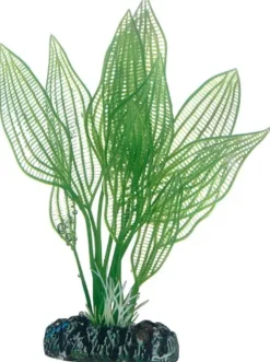 Hobby Aponogeton 16 cm