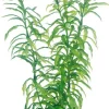 Hobby Heteranthera 25 cm