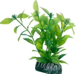 Hobby Hygrophila 13 cm