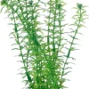 Hobby Lagarosiphon 20 cm