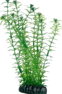 Hobby Lagarosiphon 20 cm