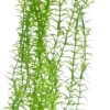Hobby Lagarosiphon 34 cm