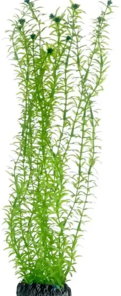Hobby Lagarosiphon 34 cm