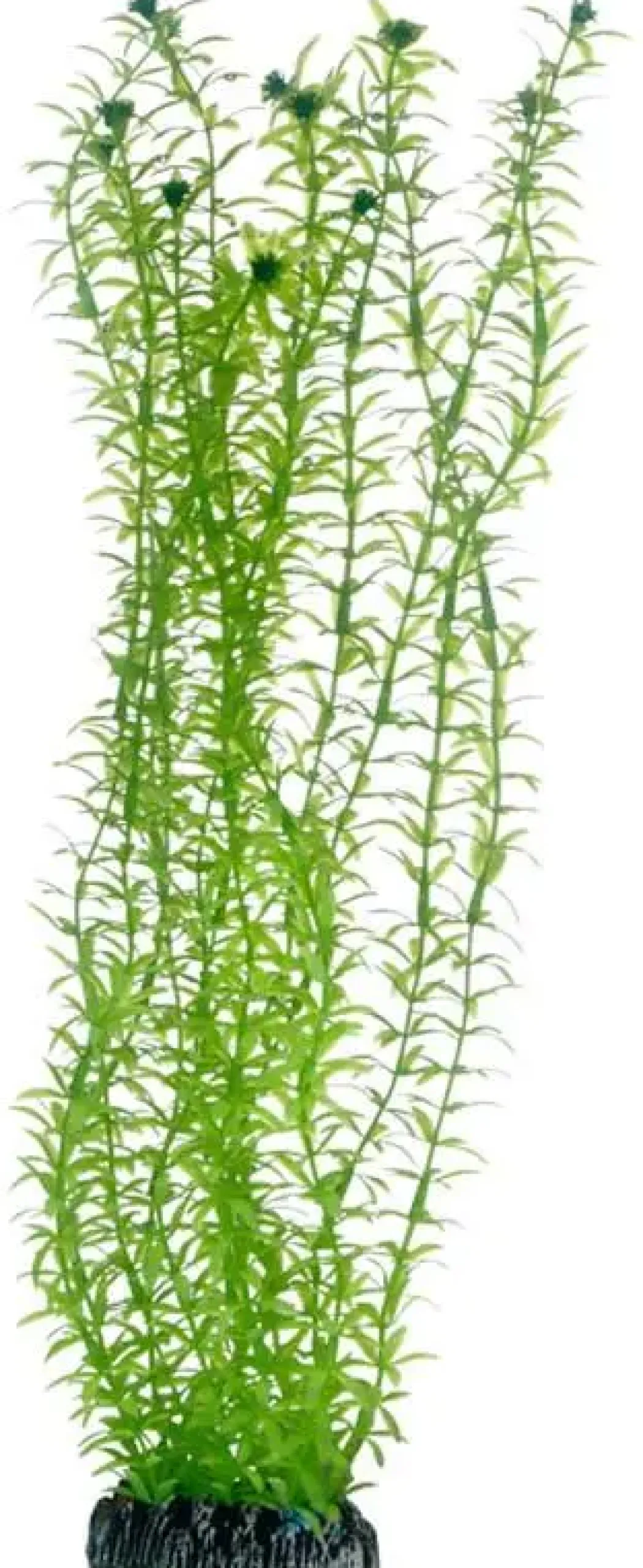 Hobby Lagarosiphon 34 cm