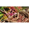 Hobby Terrariebaggrund 100x60 cm Colorful Jungle / Strangler Fig