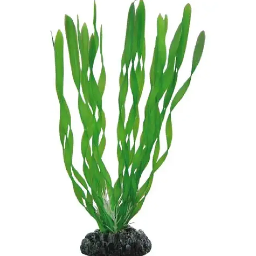 Hobby Vallisneria 20 cm