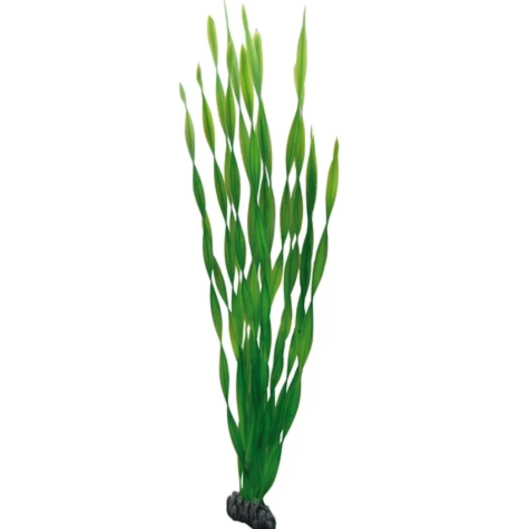 Hobby Vallisneria 60 cm