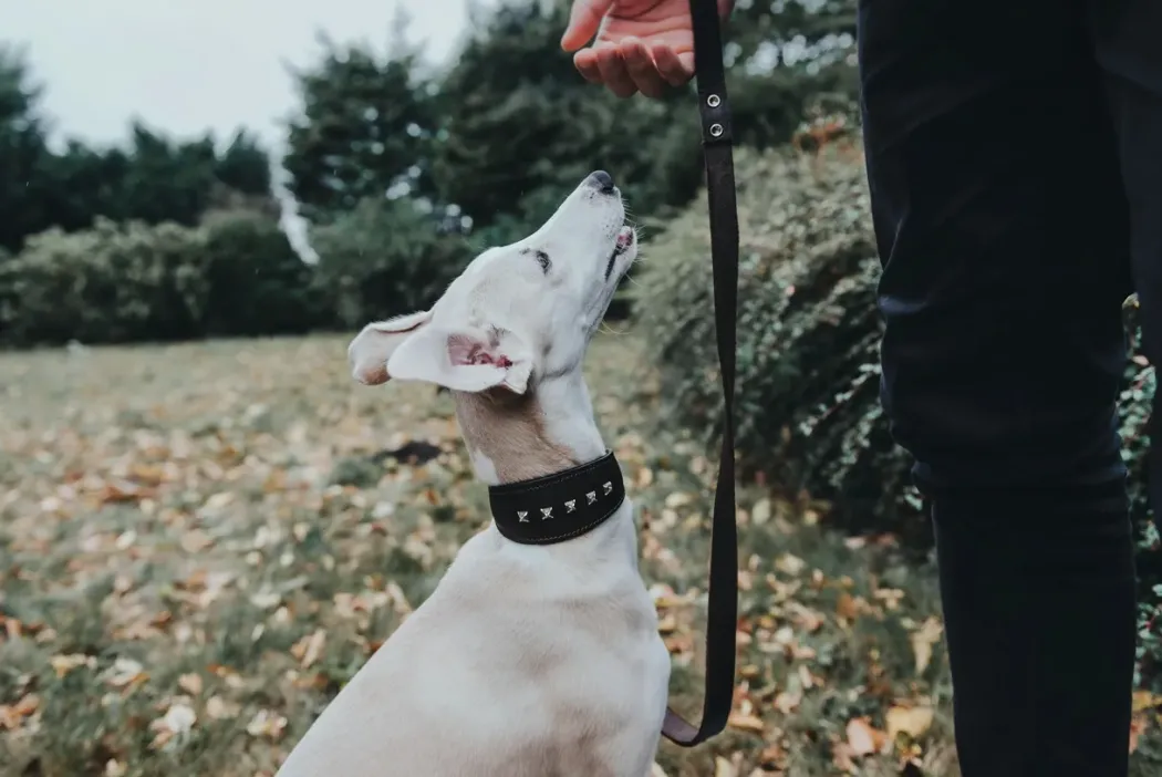 Hunter Aalborg Førerline til Hund Mørkebrun 20/100