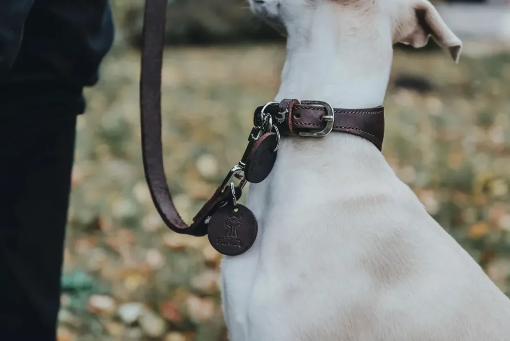 Hunter Aalborg Førerline til Hund Mørkebrun 13/110