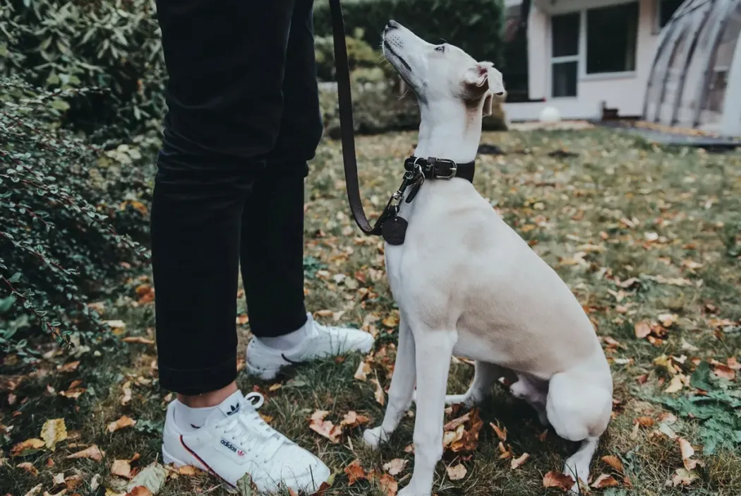 Hunter Aalborg Førerline til Hund Mørkebrun 13/110