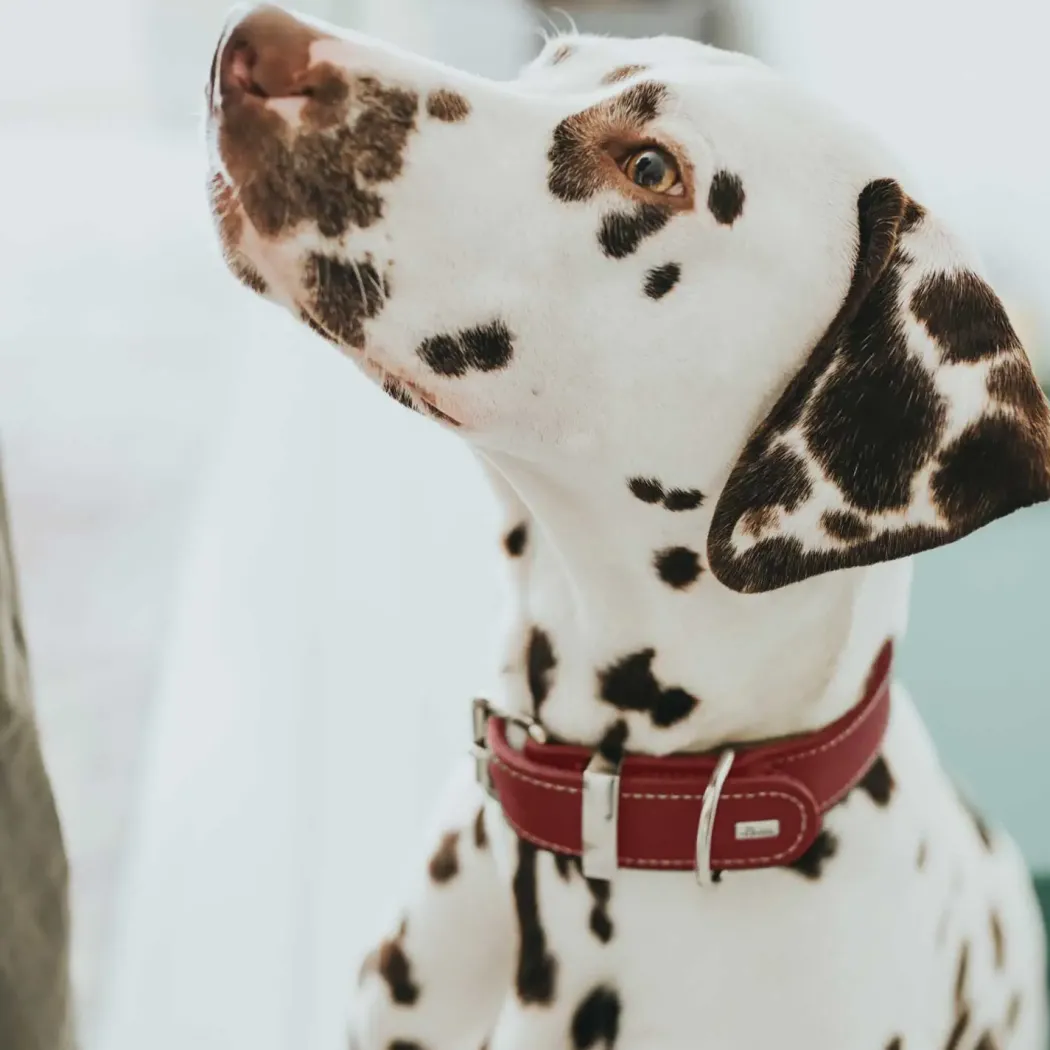 Hunter Aalborg Special Hundehalsbånd Rød 30 - 20-24 cm 2 cm