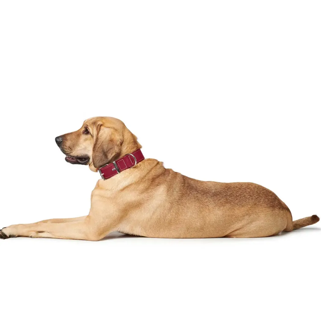 Hunter Aalborg Special Hundehalsbånd Rød 30 - 20-24 cm 2 cm