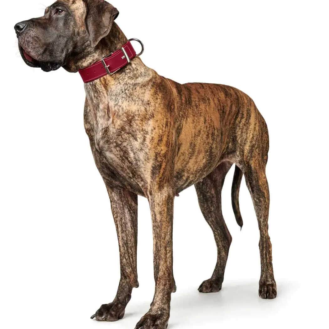 Hunter Aalborg Special Hundehalsbånd Rød 30 - 20-24 cm 2 cm