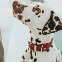 Hunter Aalborg Special Hundehalsbånd Rød 45 - 30-38 cm