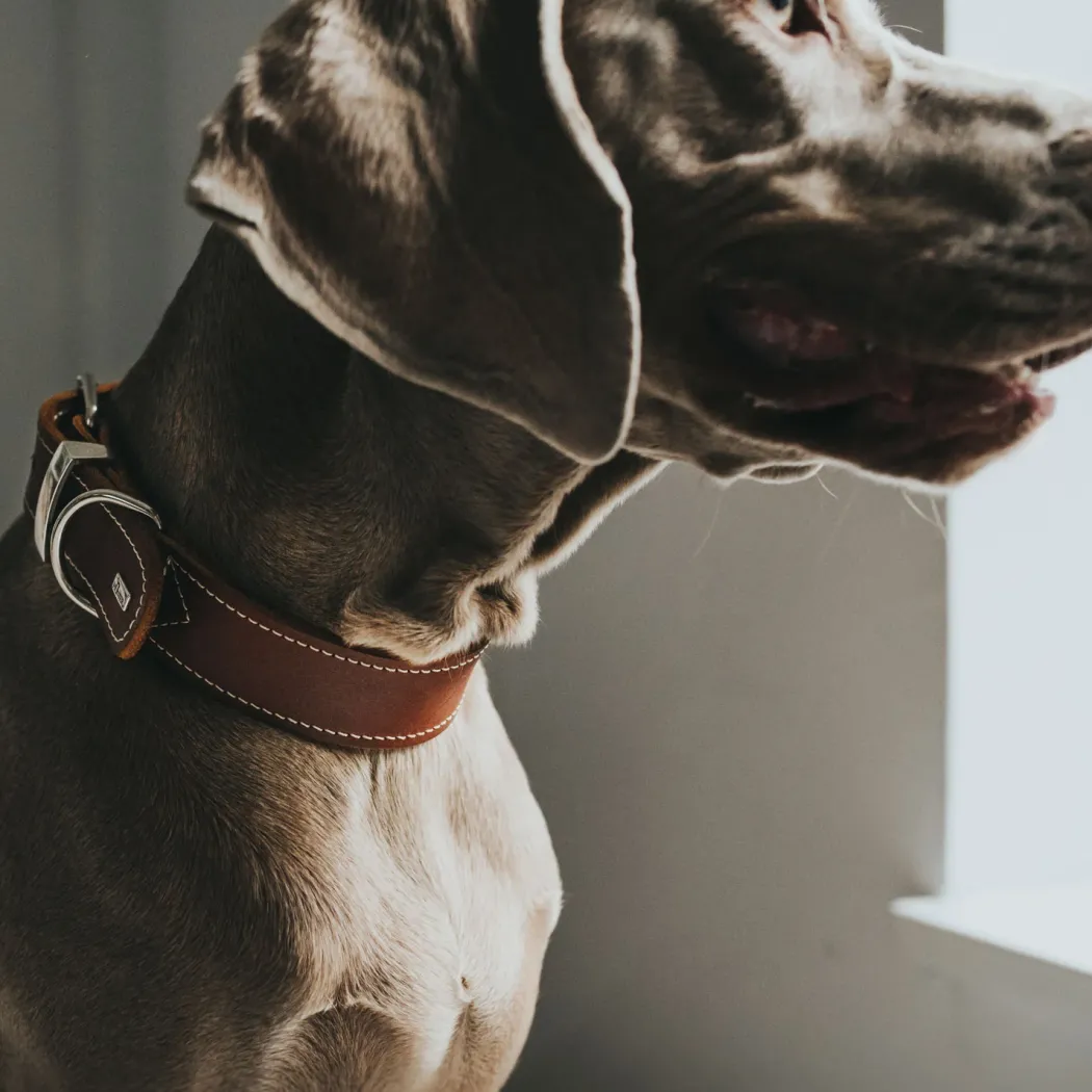 Hunter Aalborg Special Hundehalsbånd 40 Cognac - 28-34 cm