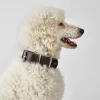 Hunter Aalborg 60 Special Mørkebrunt hundehalsbånd - 45-55 cm