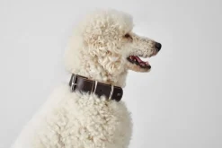 Hunter Aalborg 65 Special Mørkebrunt hundehalsbånd - 45-47 cm