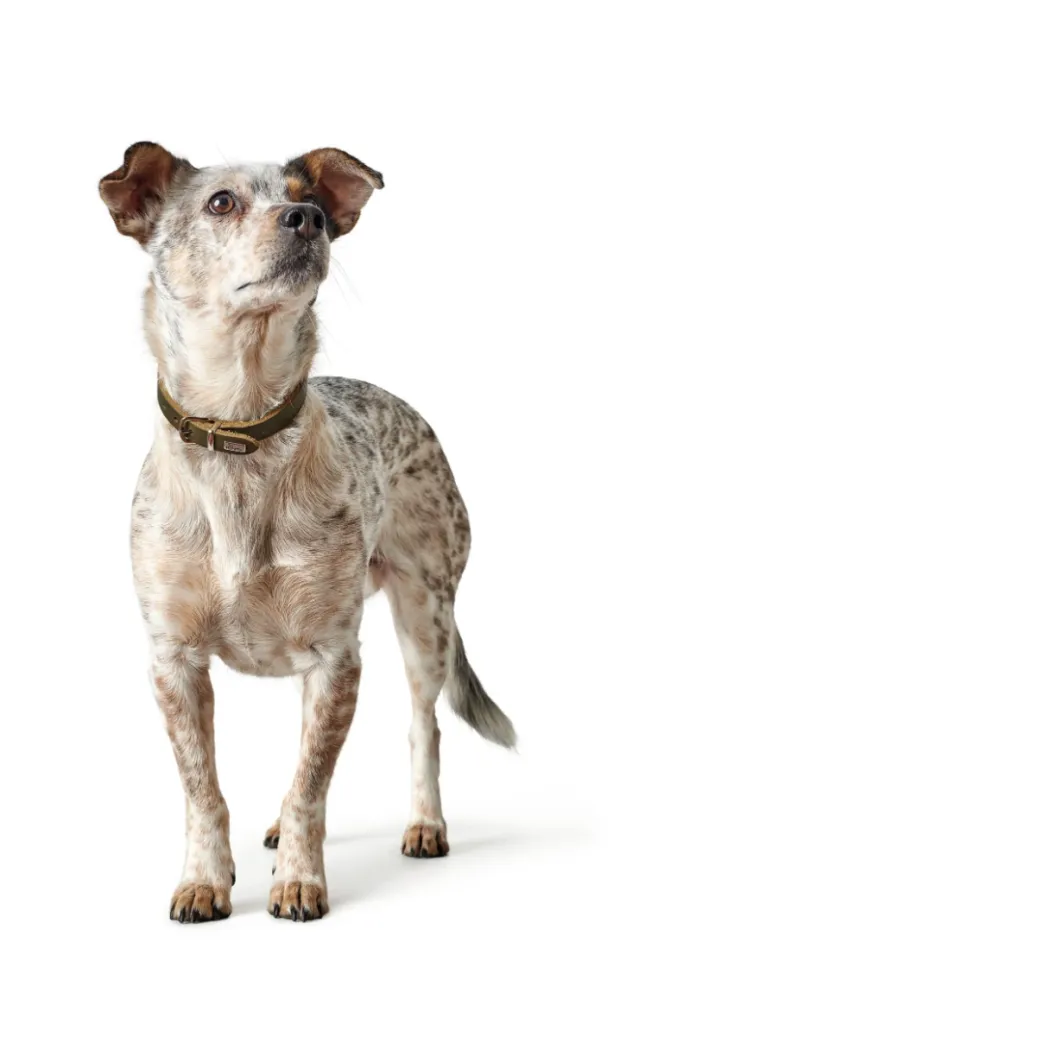 Hunter Aalborg Sport Oliven 47 hundehalsbånd - 37-43 cm