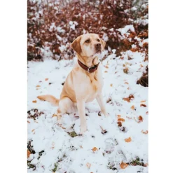 Hunter Canadian UP Hundehalsbånd Large 65 Cognac/Sort - 50-56 cm