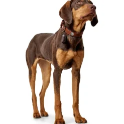 Hunter Cody 55 Cognac Mørkebrun hundehalsbånd - 42-48 cm