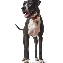 Hunter Cody 65 Cognac Mørkebrun hundehalsbånd - 50-56 cm