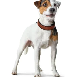 Hunter Cody 65 Cognac Mørkebrun hundehalsbånd - 50-56 cm