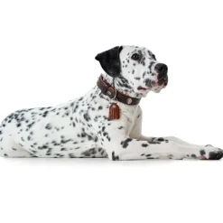 Hunter Cody 45 Mørkebrun Cognac hundehalsbånd - 33-39 cm