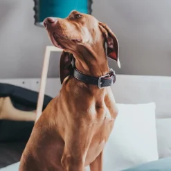 Hunter Cody 55 Mørkebrun Cognac hundehalsbånd - 42-48 cm