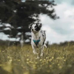 Hunter Divo hundesele L lyseblå/grå just mave 72-100 cm - Stabil kontrol og høj komfort
