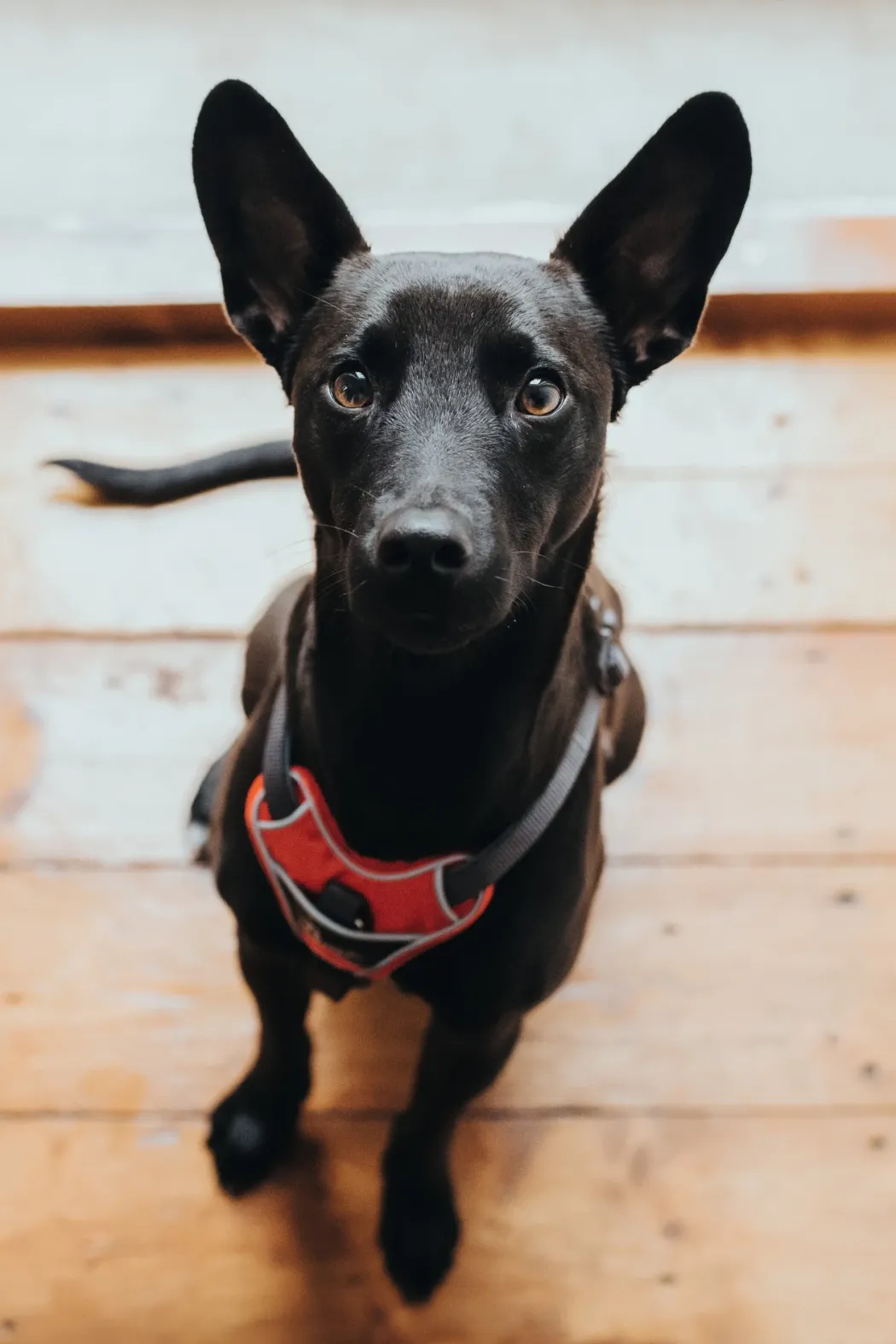 Hunter Divo hundesele L rød/grå just mave 72-100 cm - Kraftig støtte og komfort
