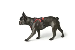 Hunter Divo hundesele L rød/grå just mave 72-100 cm - Kraftig støtte og komfort
