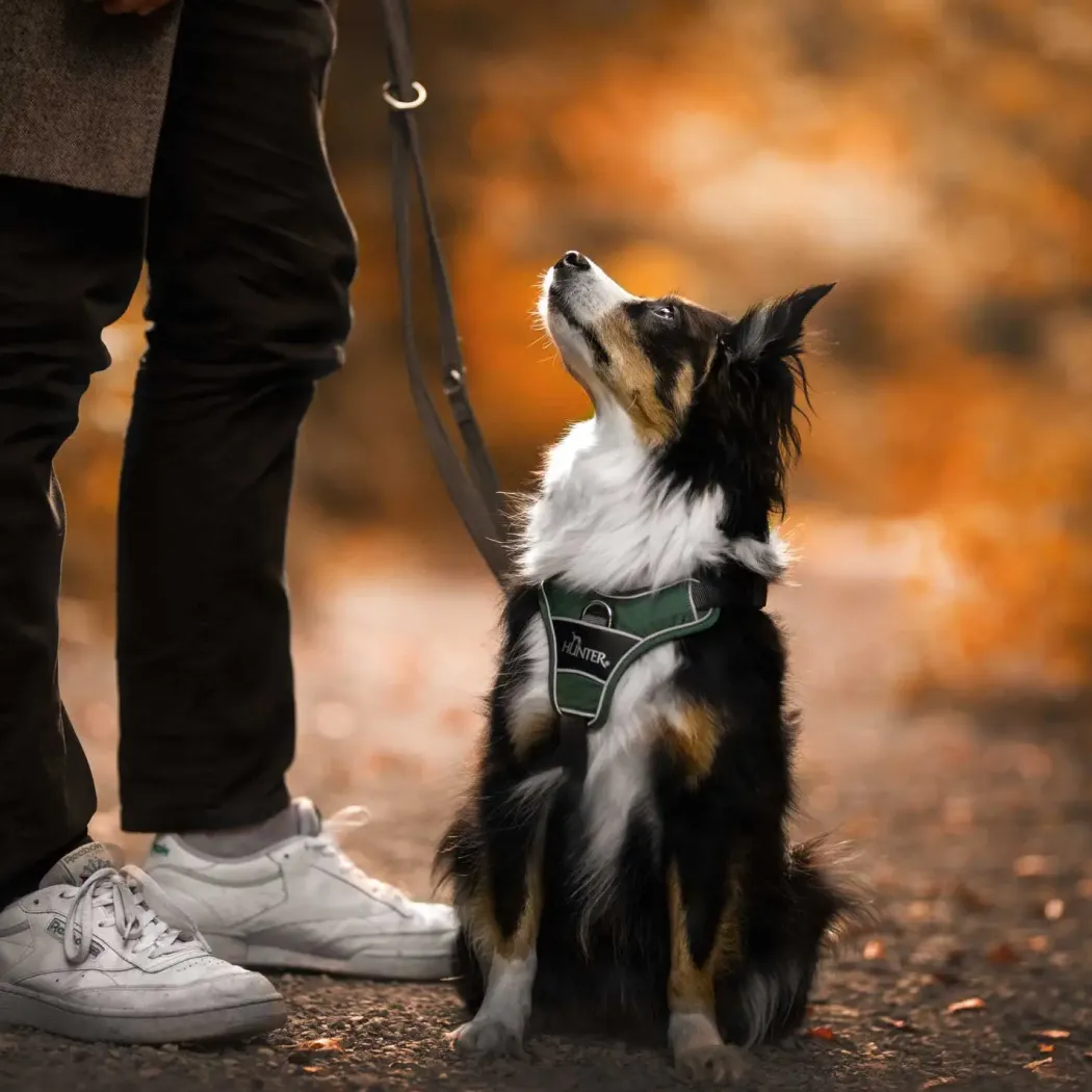 Hunter Divo hundesele L-XL grøn/grå just mave 79-107 cm - Stabil kontrol og komfort