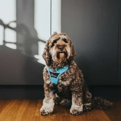 Hunter Divo hundesele L-XL lyseblå/grå just mave 79-107 cm - Sikker pasform og høj komfort