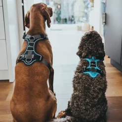 Hunter Divo hundesele L-XL petrol/grå just mave 79-107 cm - Ergonomisk komfort og refleks