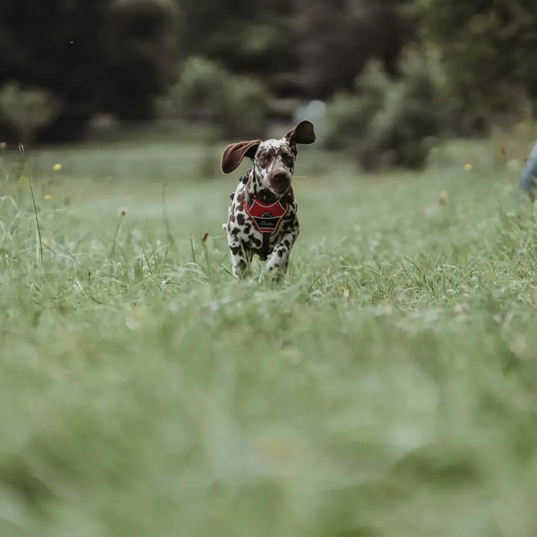 Hunter Divo hundesele L-XL rød/grå just mave 79-107 cm - Ekstra stabilitet og komfort