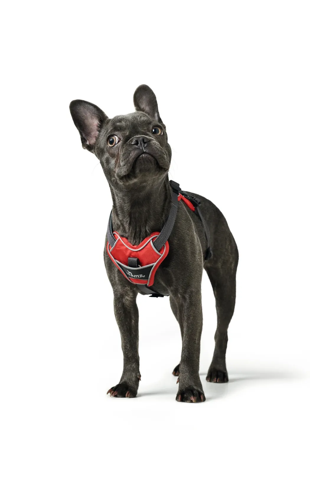 Hunter Divo hundesele L-XL rød/grå just mave 79-107 cm - Ekstra stabilitet og komfort