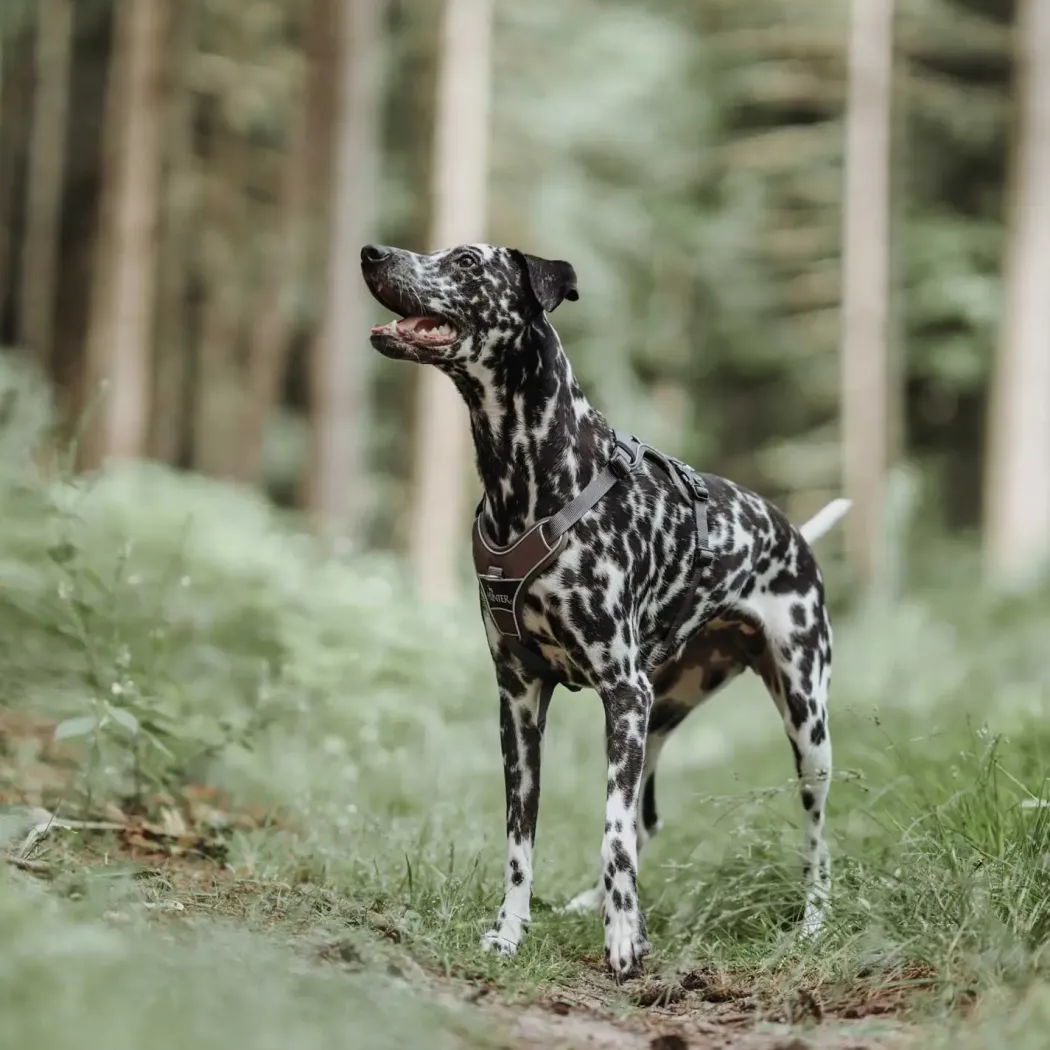 Hunter Divo hundesele M brun/grå just mave 56-73 cm - Stabil komfort og sikker pasform