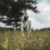 Hunter Divo hundesele M lyseblå/grå just mave 56-73 cm - Stabil pasform og aktiv komfort