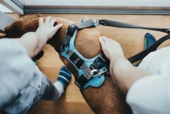Hunter Divo hundesele M lyseblå/grå just mave 56-73 cm - Stabil pasform og aktiv komfort