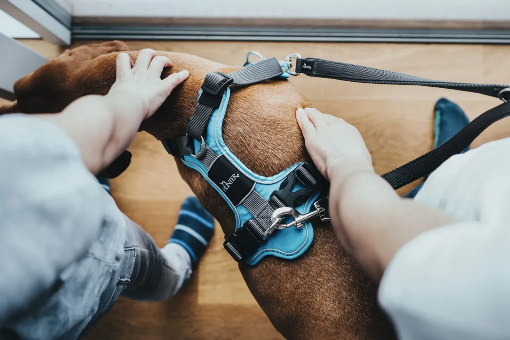 Hunter Divo hundesele M lyseblå/grå just mave 56-73 cm - Stabil pasform og aktiv komfort
