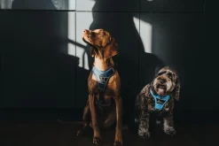 Hunter Divo hundesele M lyseblå/grå just mave 56-73 cm - Stabil pasform og aktiv komfort