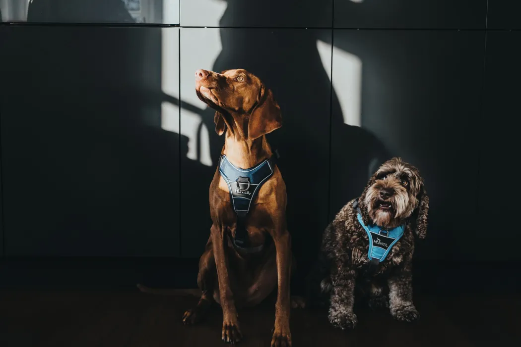 Hunter Divo hundesele M lyseblå/grå just mave 56-73 cm - Stabil pasform og aktiv komfort