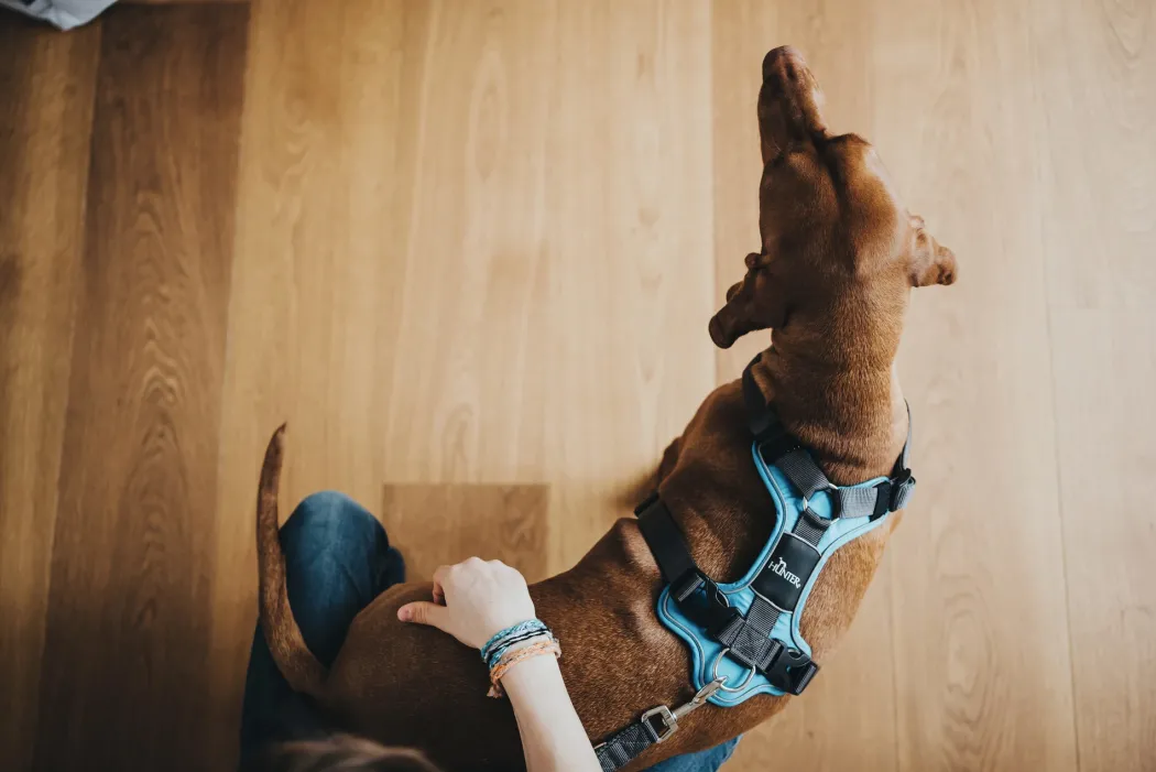 Hunter Divo hundesele M lyseblå/grå just mave 56-73 cm - Stabil pasform og aktiv komfort