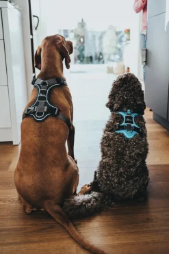 Hunter Divo hundesele M lyseblå/grå just mave 56-73 cm - Stabil pasform og aktiv komfort